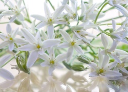 Białe, Kwiaty, Śniedek