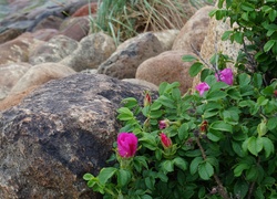 Kamienie, Rośliny, Kwiaty, Dzika Róża