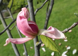 Kwiat, Gałązki, Magnolia