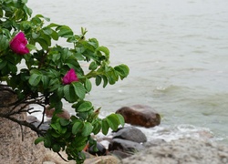 Morze, Woda, Kamienie, Dzika Róża