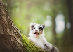 Drzewo, Pies, Szczeniak, Border Collie