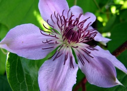 Kwiat, Clematis