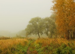 Polna, Droga, Drzewa, Mgła, Jesień