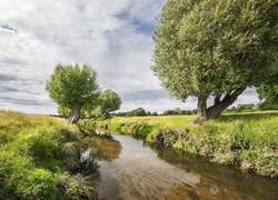 Rzeka, Łąki, Wierzby