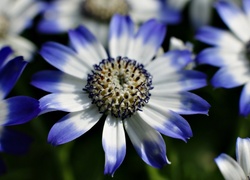 Biało, Niebieskie, Kwiaty
