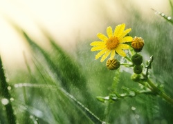 Żółty, Kwiat, Pąki, Deszcz, Łąka