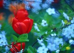 Tulipan, Czerwony, Kwiat