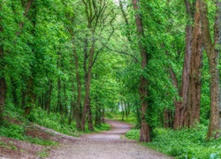 Las, Drzewa, Droga, Ścieżka, Zieleń, HDR