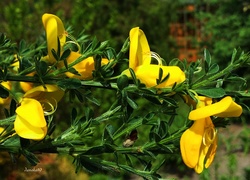 Żółte, Kwiaty, Żarnowiec