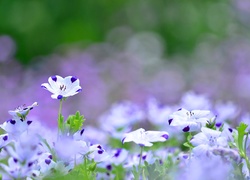 Małe, Biało, Niebieskie, Kwiatki