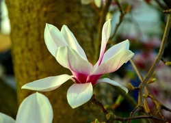 Magnolia, Kwiat, Wiosna