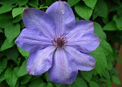 Przyroda, Kwiaty, Clematis