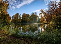 Park, Staw, Mgła, Wschód Słońca