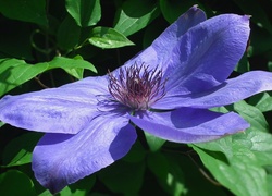 Przyroda, Kwiaty, Clematis