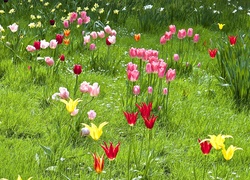 Wiosna, Łąka, Kolorowe, Tulipany
