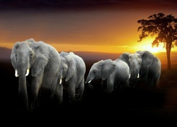 Słonie, Zachód słońca