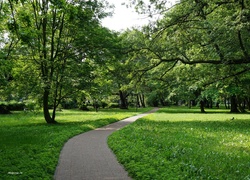 Park, Droga, Ścieżka, Trawnik, Drzewa