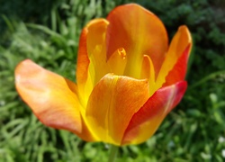 Pomarańczowy, Tulipan