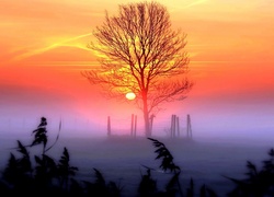 Mgła, Zachód, Słońca, Drzewo