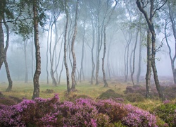 Anglia, Park Narodowy Peak District, Stanton Moor, Drzewa, Brzozy, Las, Mgła, Polana, Wrzosy, Wrzosowisko