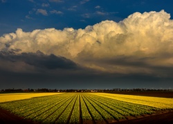 Holandia, Pole, Żółte, Tulipany, Chmury