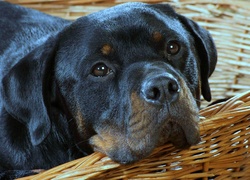 Rottweiler, Koszyk