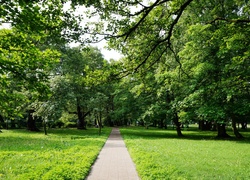 Polska, Gdańsk, Park Jelitkowski, Ścieżka, Droga, Drzewa, Zieleń, Trawnik