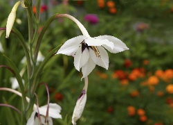 Roślina, Kwiat, Acidanthera