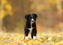 Pies, Szczeniak, Border collie