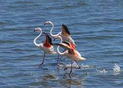 Trzy, Flamingi, Morze