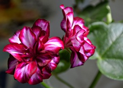 Pelargonia, Kwiat