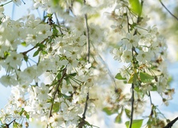 Białe, Kwiaty, Drzewo, Owocowe