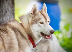 Pies, Husky