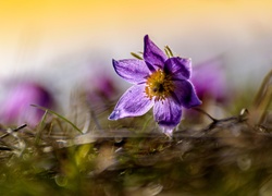 Fioletowy, Kwiat, Sasanka