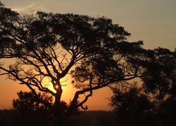 Afrykański, Zachód, Słońca, Drzewa
