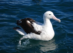 Albatros, Ocean