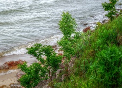 Morze, Woda, Fale, Wybrzeże, Plaża, Rośliny, HDR