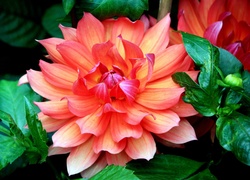 Różowa, Dalia