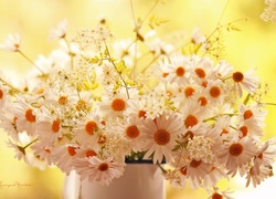 Margerytki, Bukiet, Kwiatów, Białych