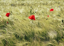 Pole, Zboża, Czerwone, Maki, Lato