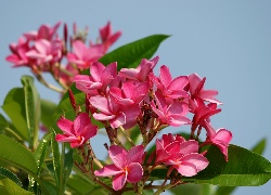 Różowa, Plumeria, Niebo