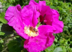 Purpurowa, Róża, Pszczoła