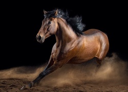 Piękny, Koń, Galop