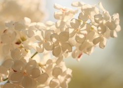 Biały, Bez, Kwiaty, Krzew