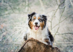 Owczarek australijski-australian shepherd