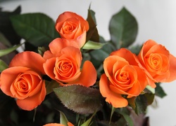 Pomarańczowe, Róże