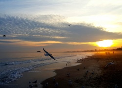 Morze, Plaża, Zachód Słońca, Ptaki