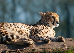 Leżący, Gepard