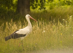 Lato, Łąka, Bocian