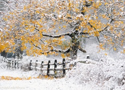 Zima, Śnieg, Drzewa, Płot, Las